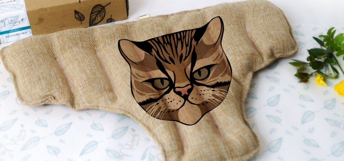 Celebremos el Mes de los Gatos reconociendo a los 5 Felinos Silvestres de Chile 🐾