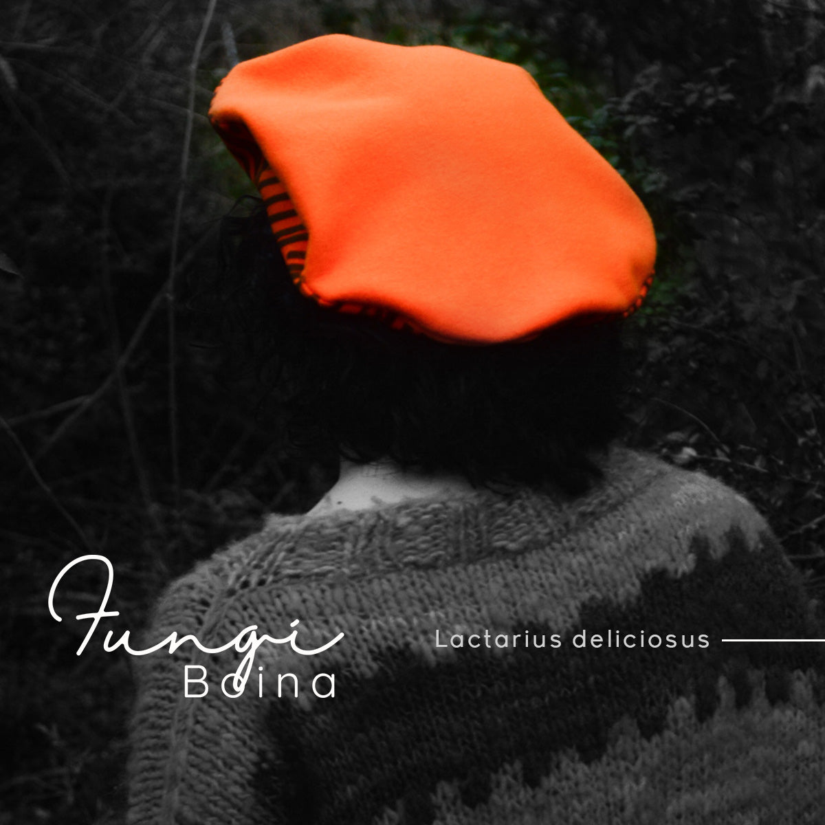 Fungi Boina Lactarius deliciosus