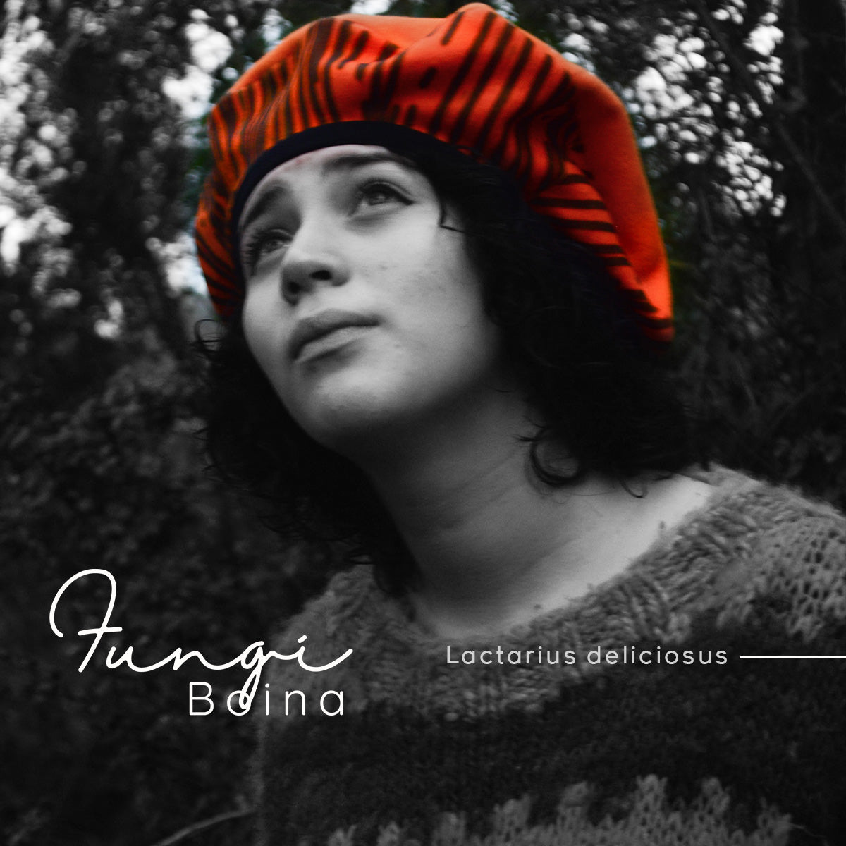 Fungi Boina Lactarius deliciosus